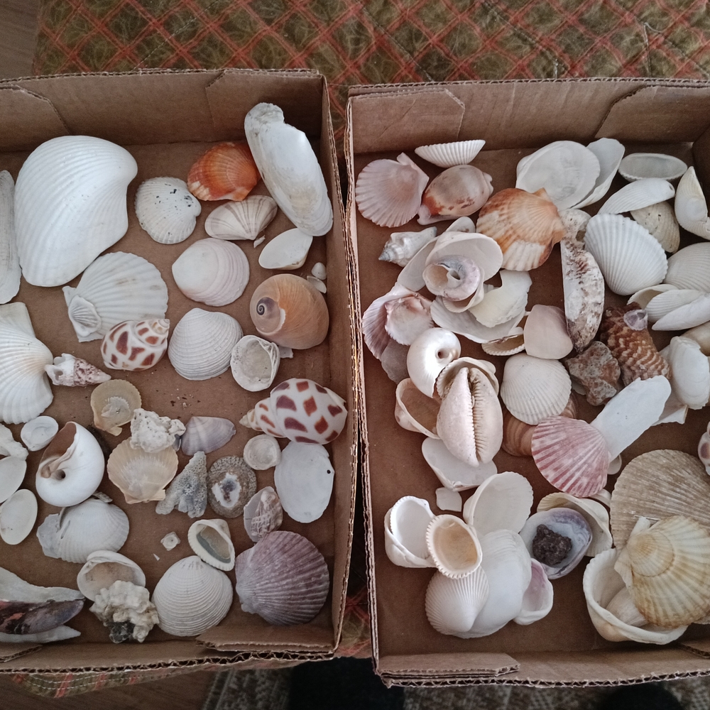 Assorted Seashell Collection